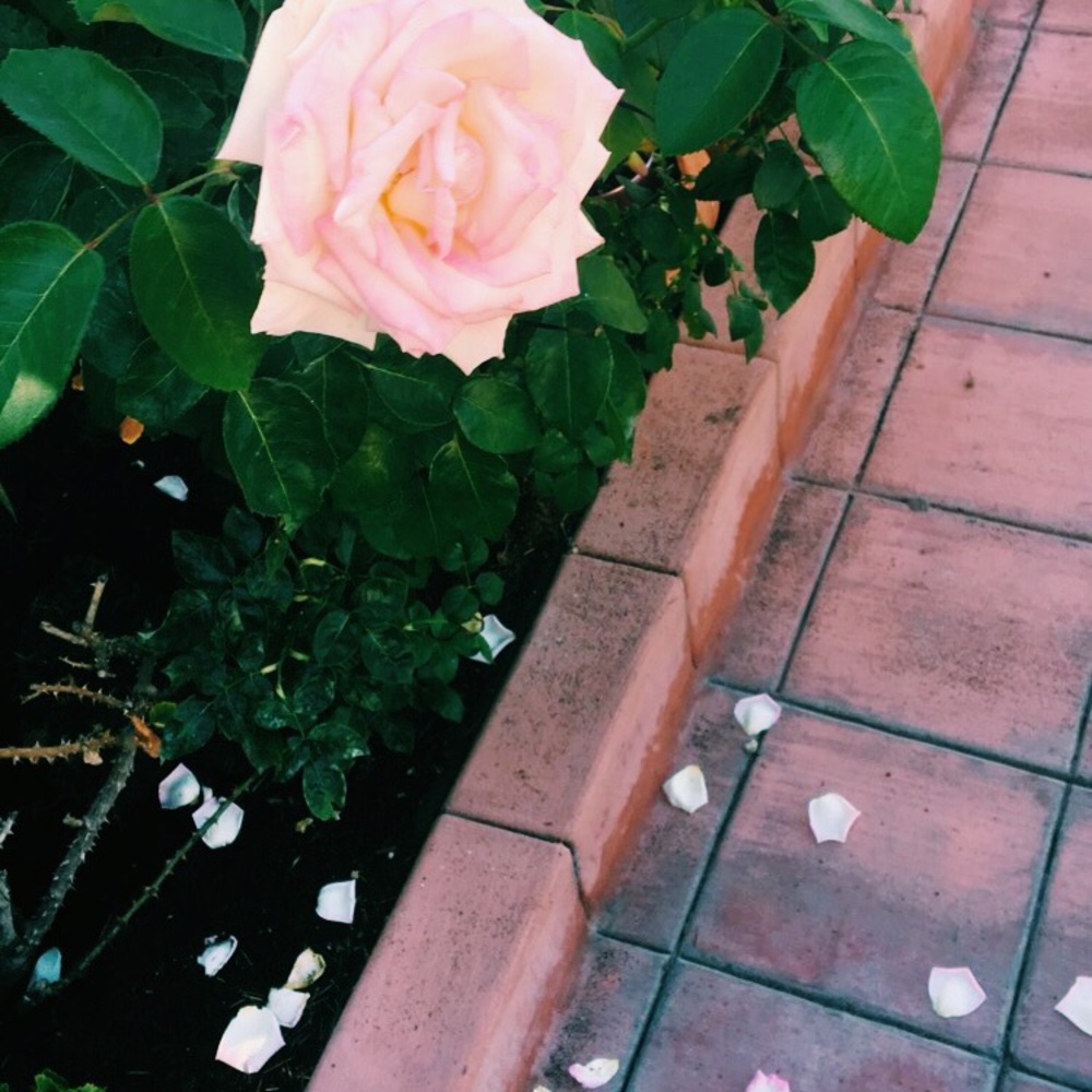 Meet your Posher, Haley